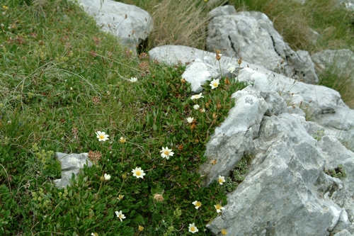 Dryas octopetala / Camedrio alpino